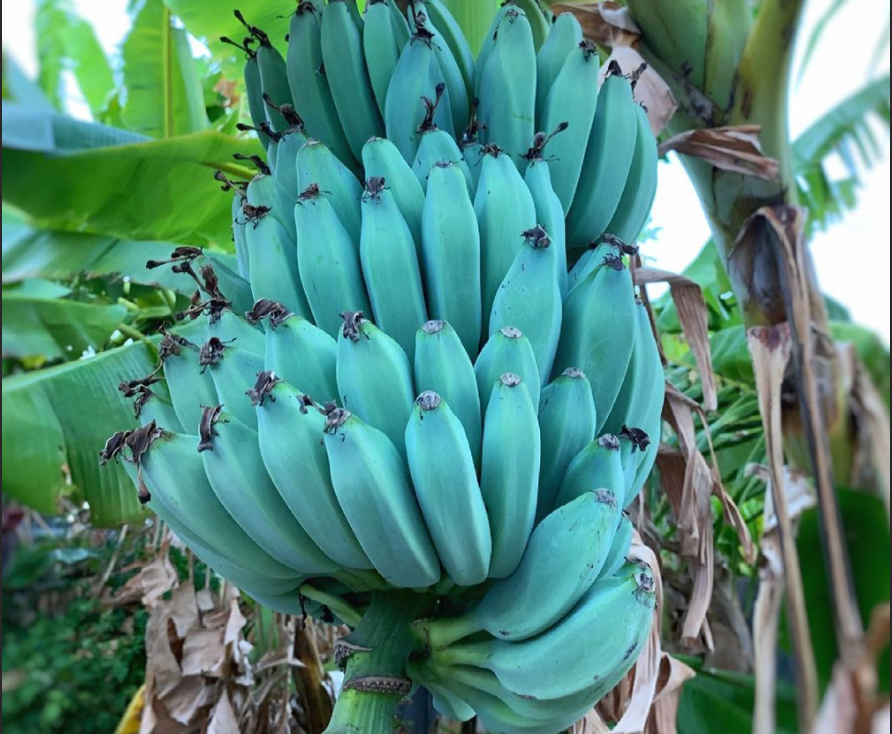 Banane bleue